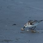 hungriger Strandläufer