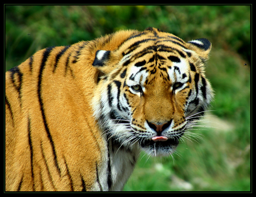 Hungriger Tiger ...