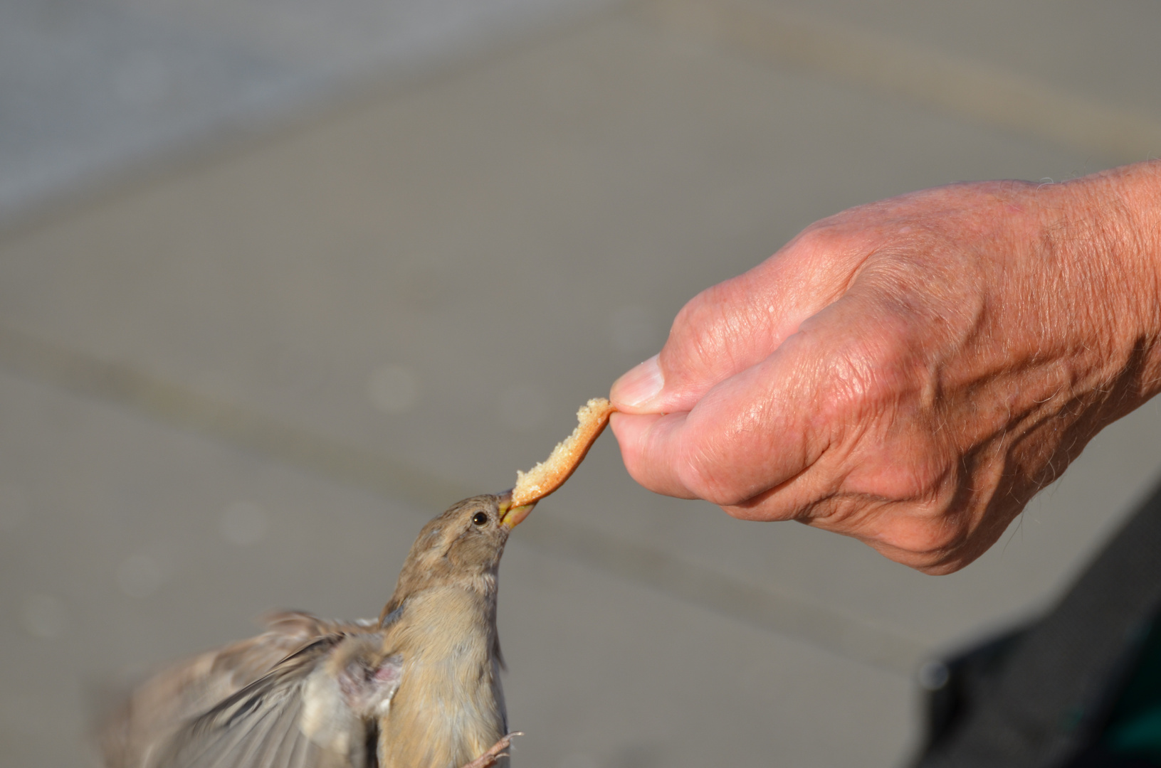 hungriger Vogel