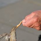 hungriger Vogel