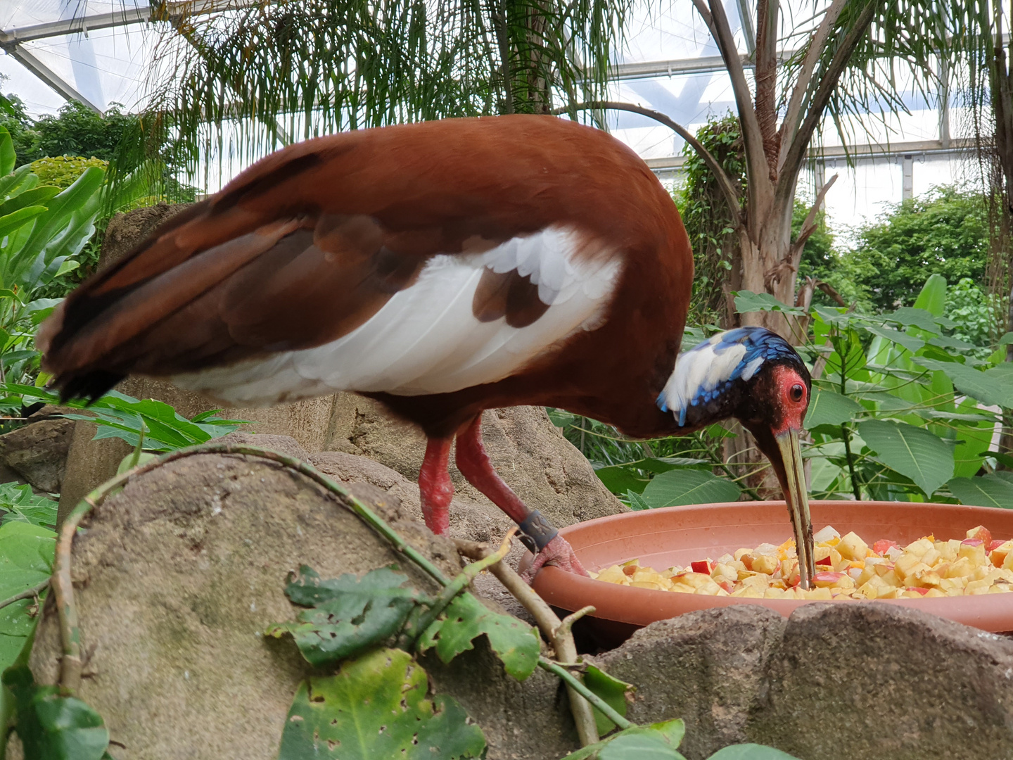 Hungriger Vogel