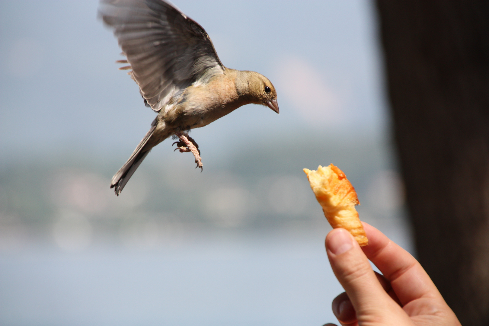 Hungriger Vogel