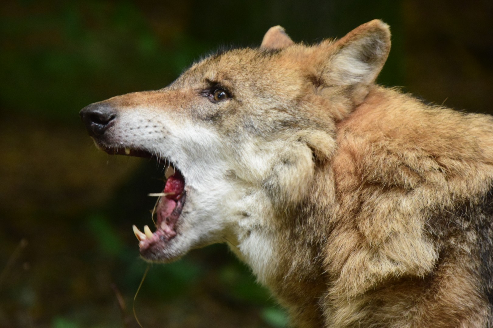 Hungriger Wolf 