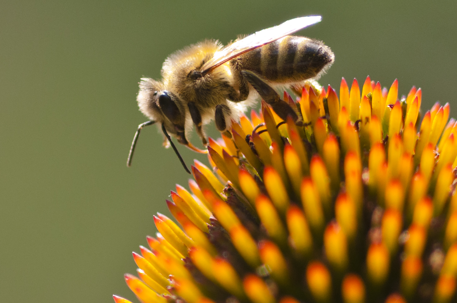 Hungriges Bienchen