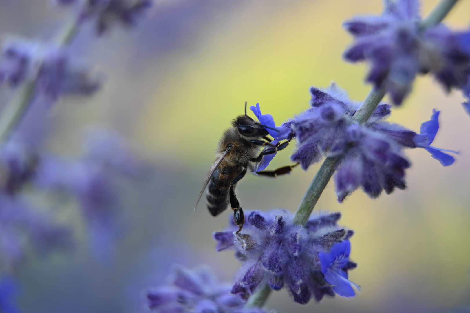 Hungriges Bienchen 