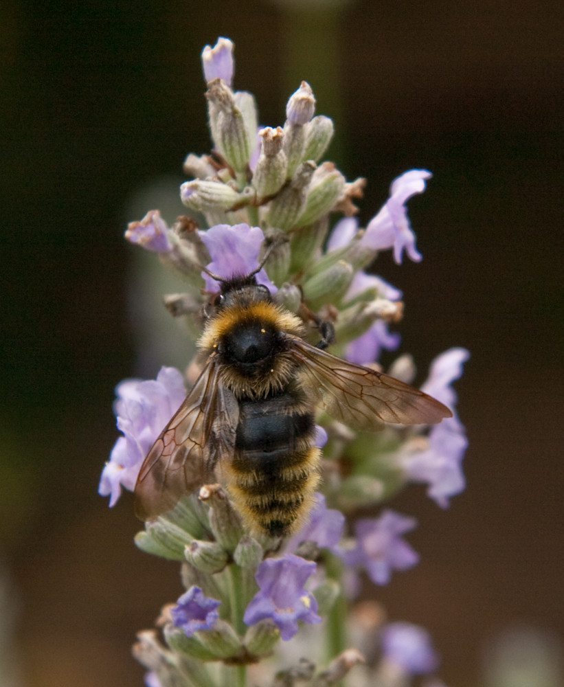 Hungriges Bienchen