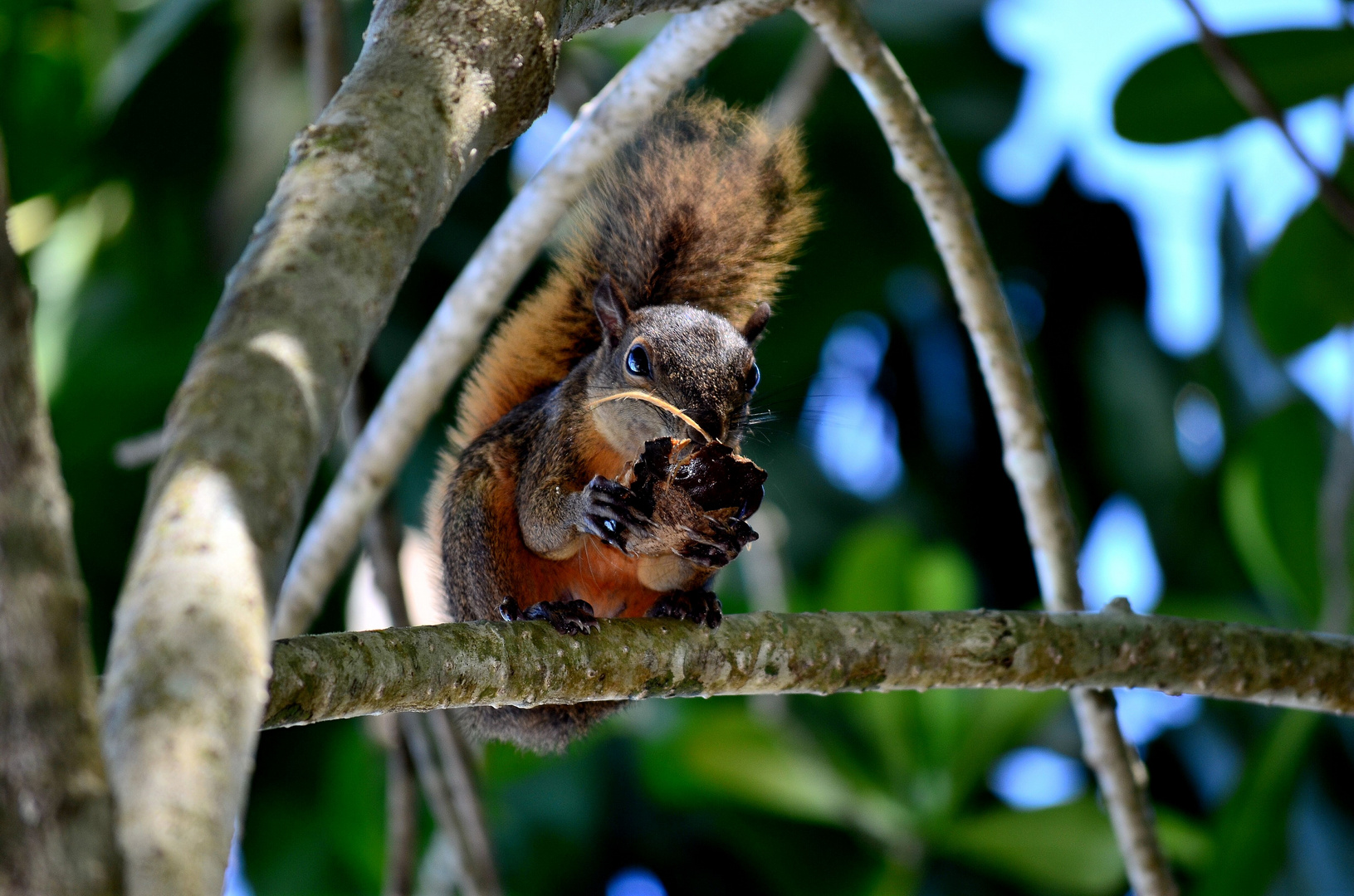 Hungriges Eichhörnchen