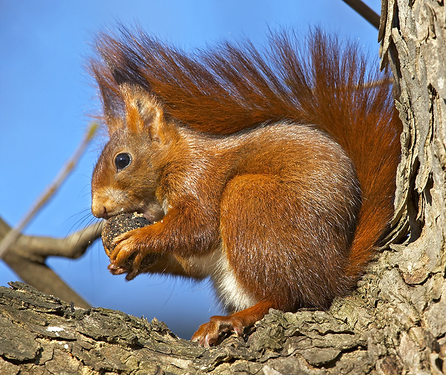 Hungriges Eichhörnchen