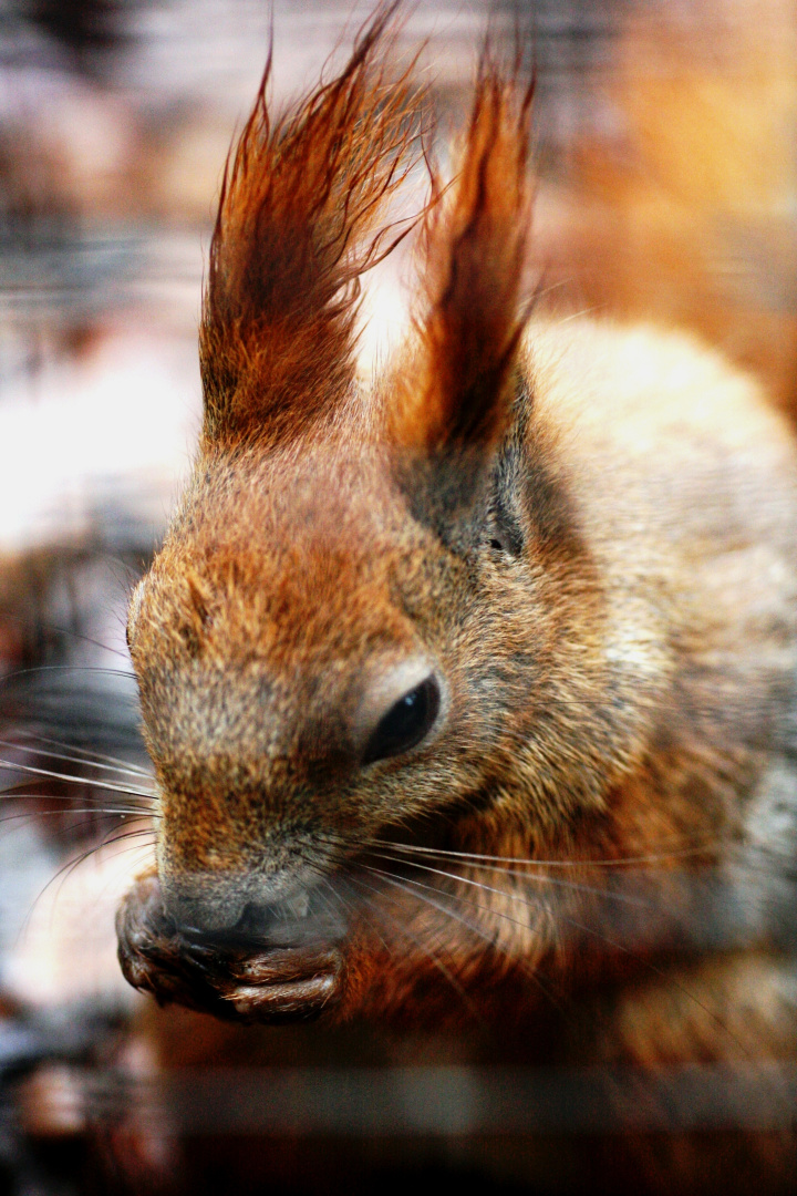 Hungriges Eichhörnchen !!