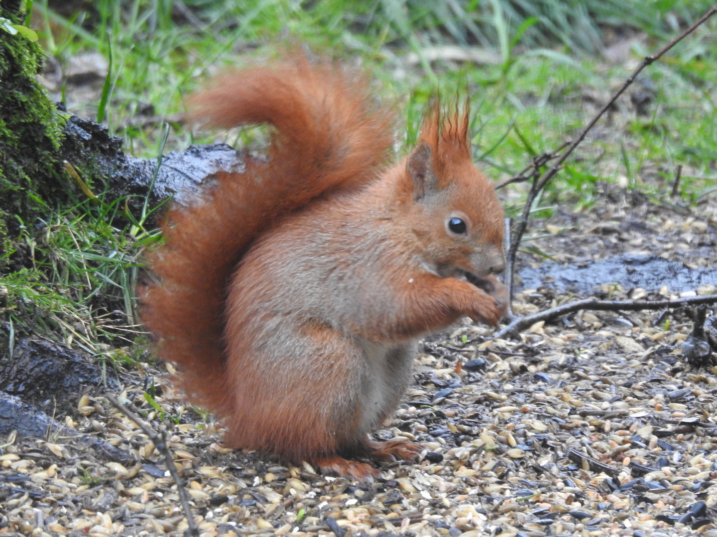 hungriges Eichhörnchen