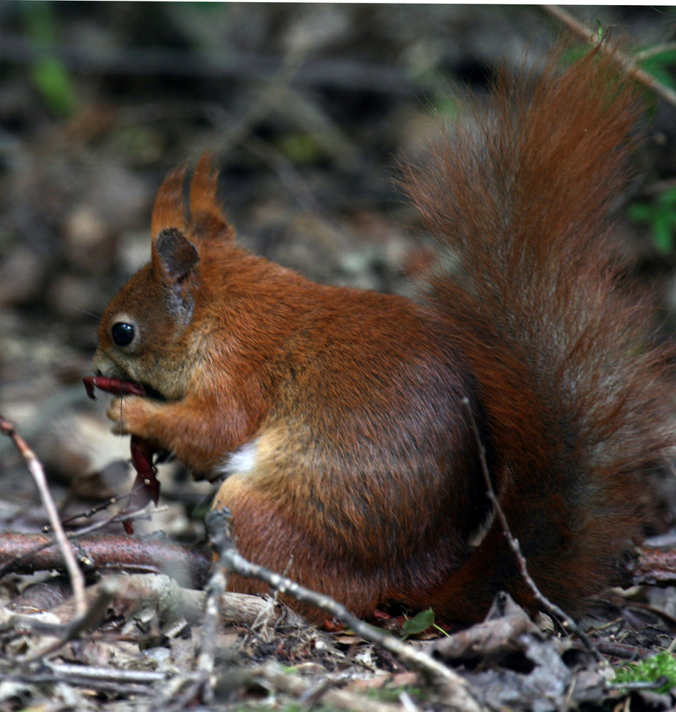 Hungriges Eichhörnchen