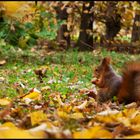 Hungriges Eichhörnchen