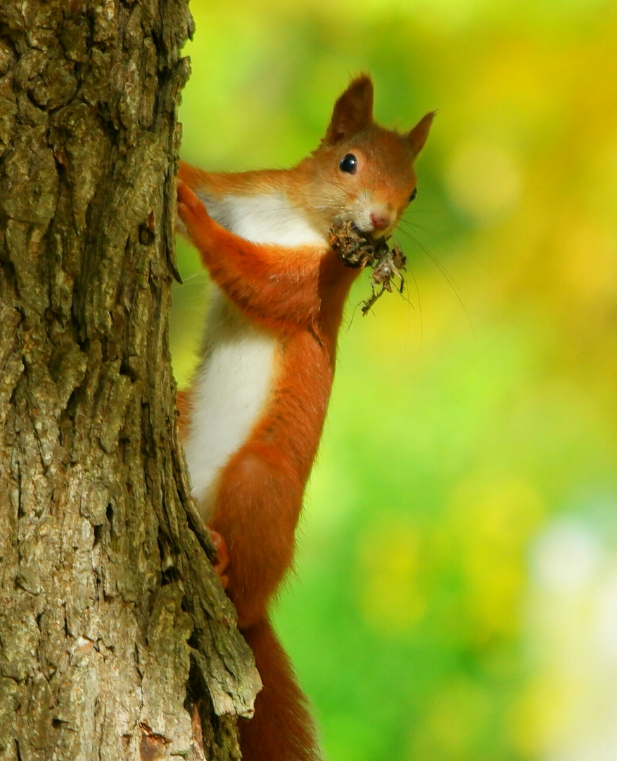 hungriges Eichhörnchen