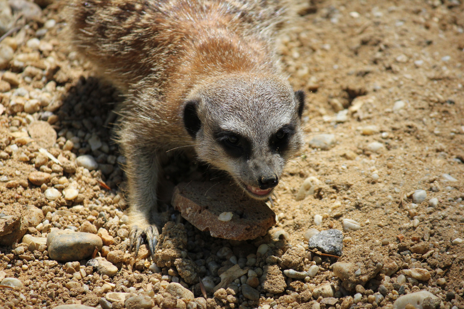 hungriges Erdmännchen