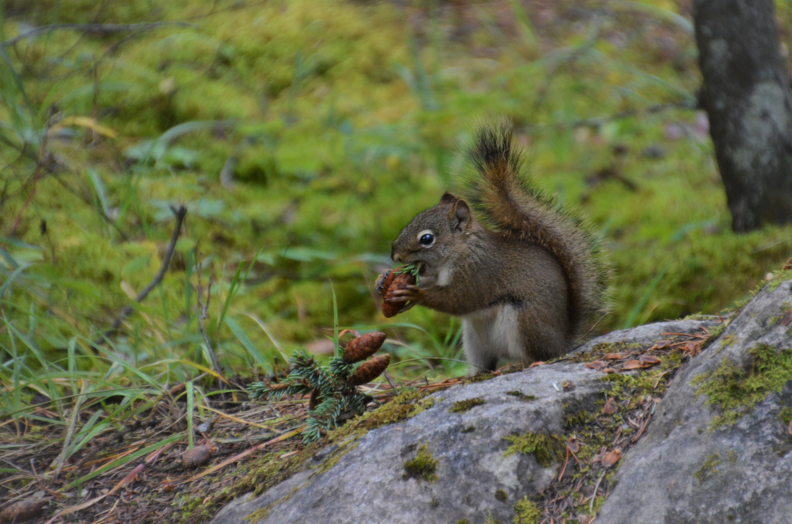 Hungriges Hörnchen