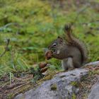 Hungriges Hörnchen