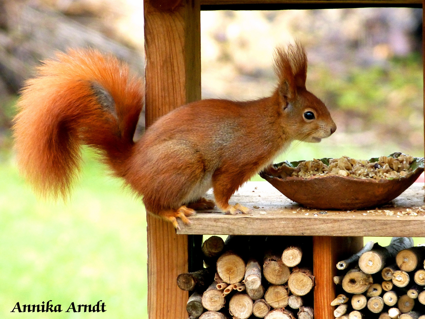 Hungriges Hörnchen