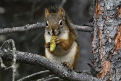 Hungriges Hörnchen