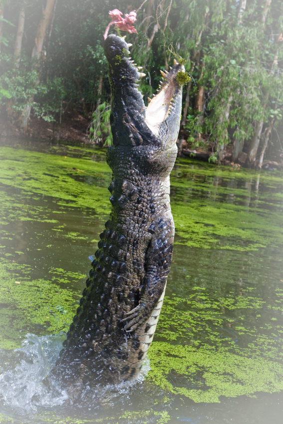 Hungriges Krokodil