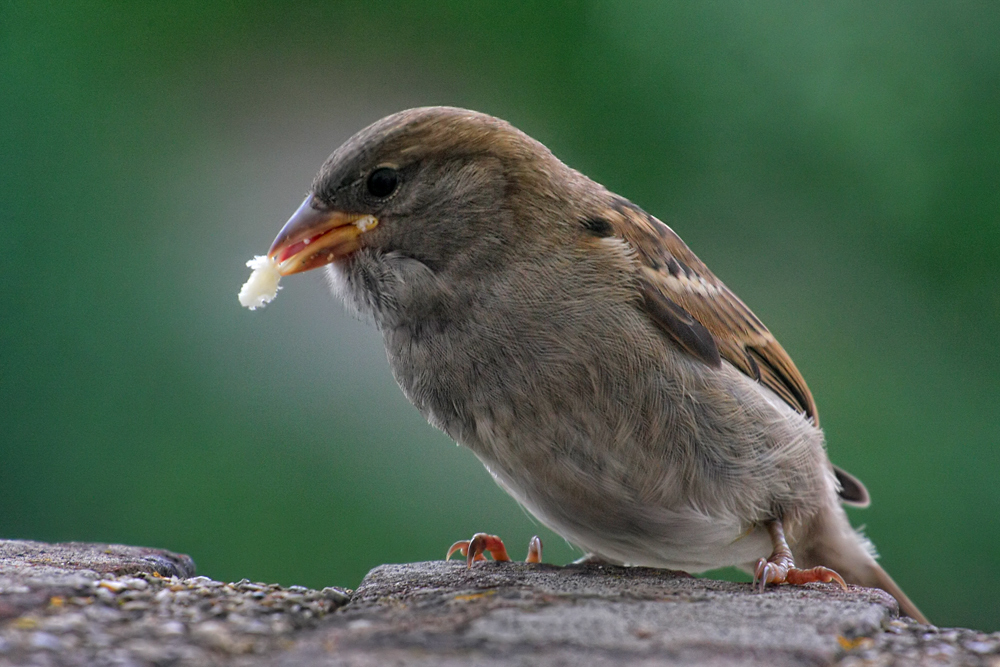 hungriges Mädchen