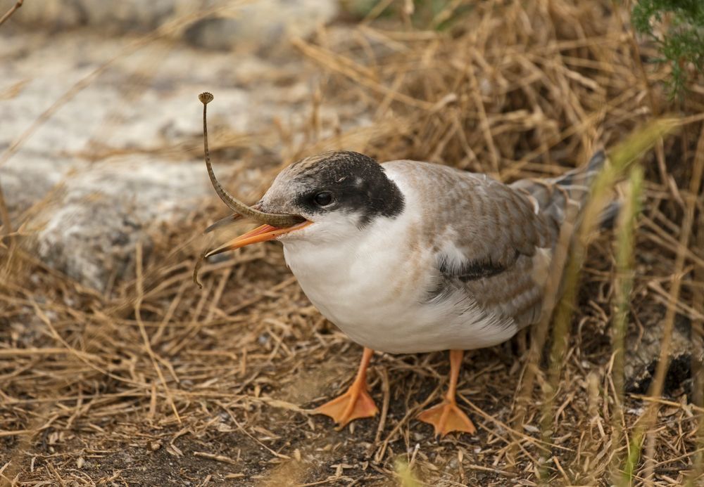 hungriges Seeschwalbenküken