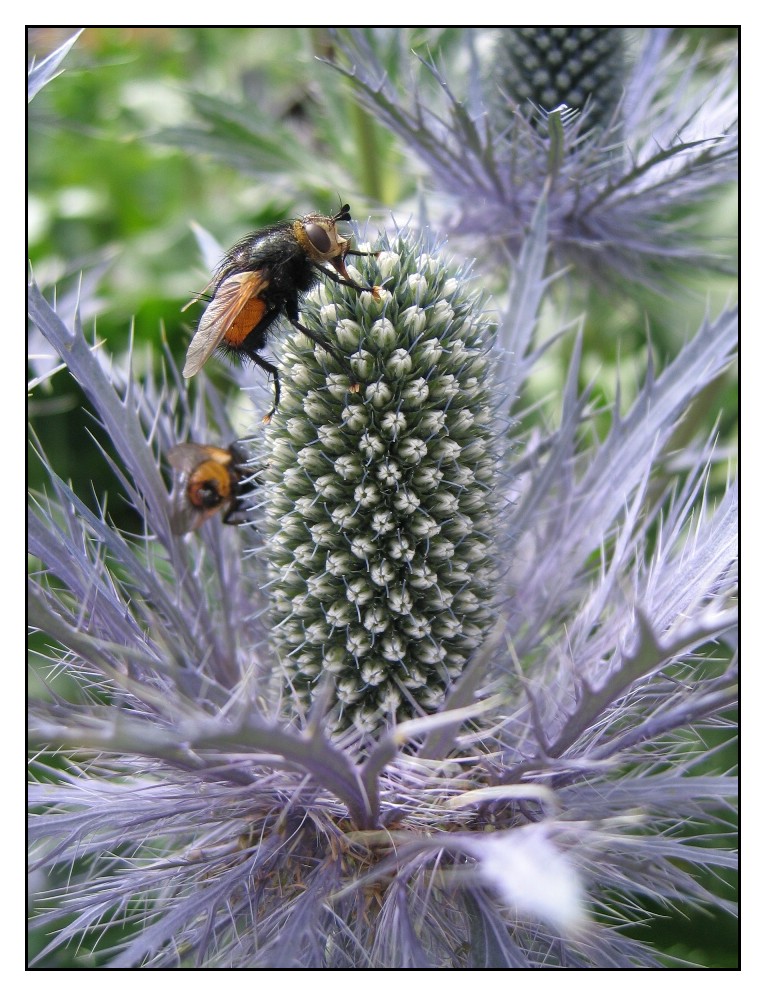 hungriges Tier auf stachliger Blume