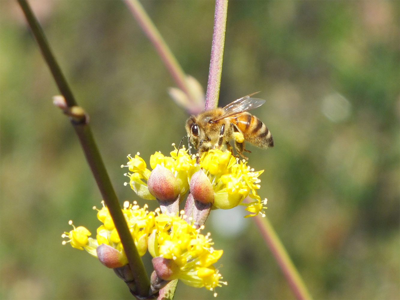 Hungry Bee