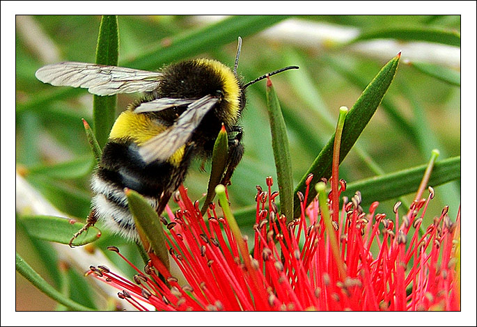 Hungry bee