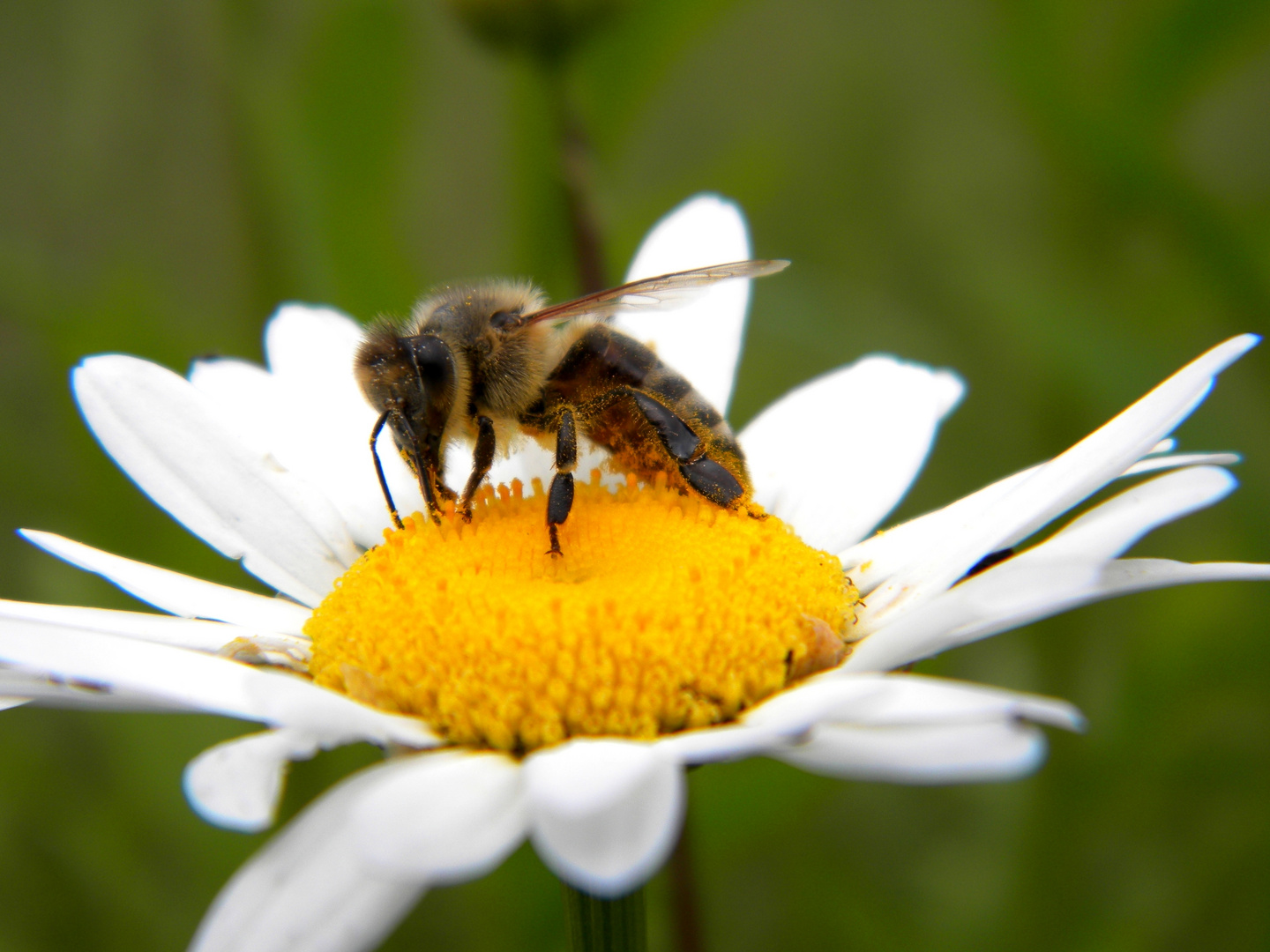 hungry bee