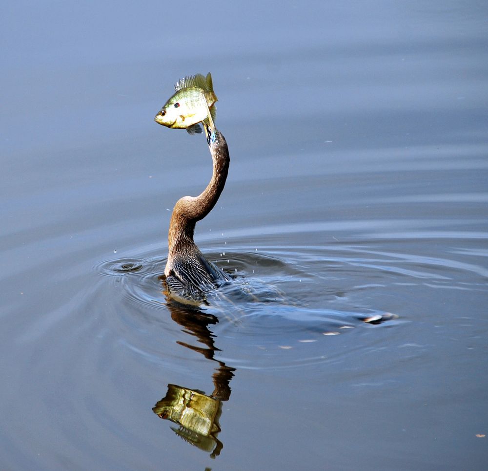 Hungry Bird