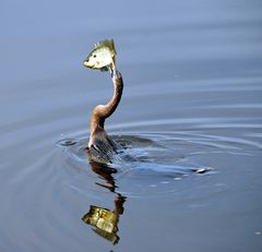 Hungry Bird