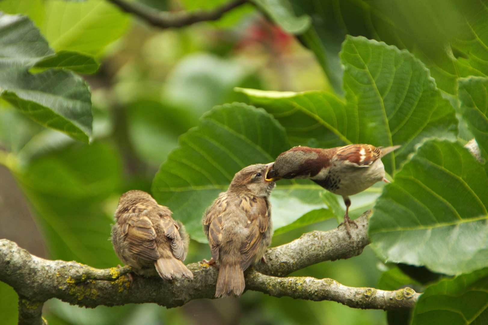 Hungry Birds