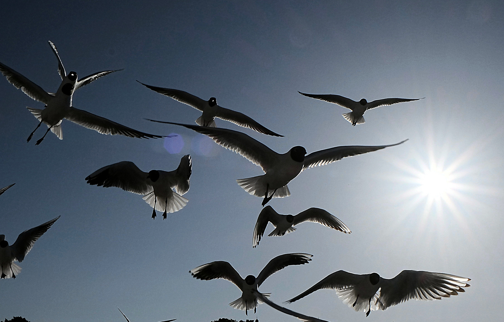 Hungry Birds