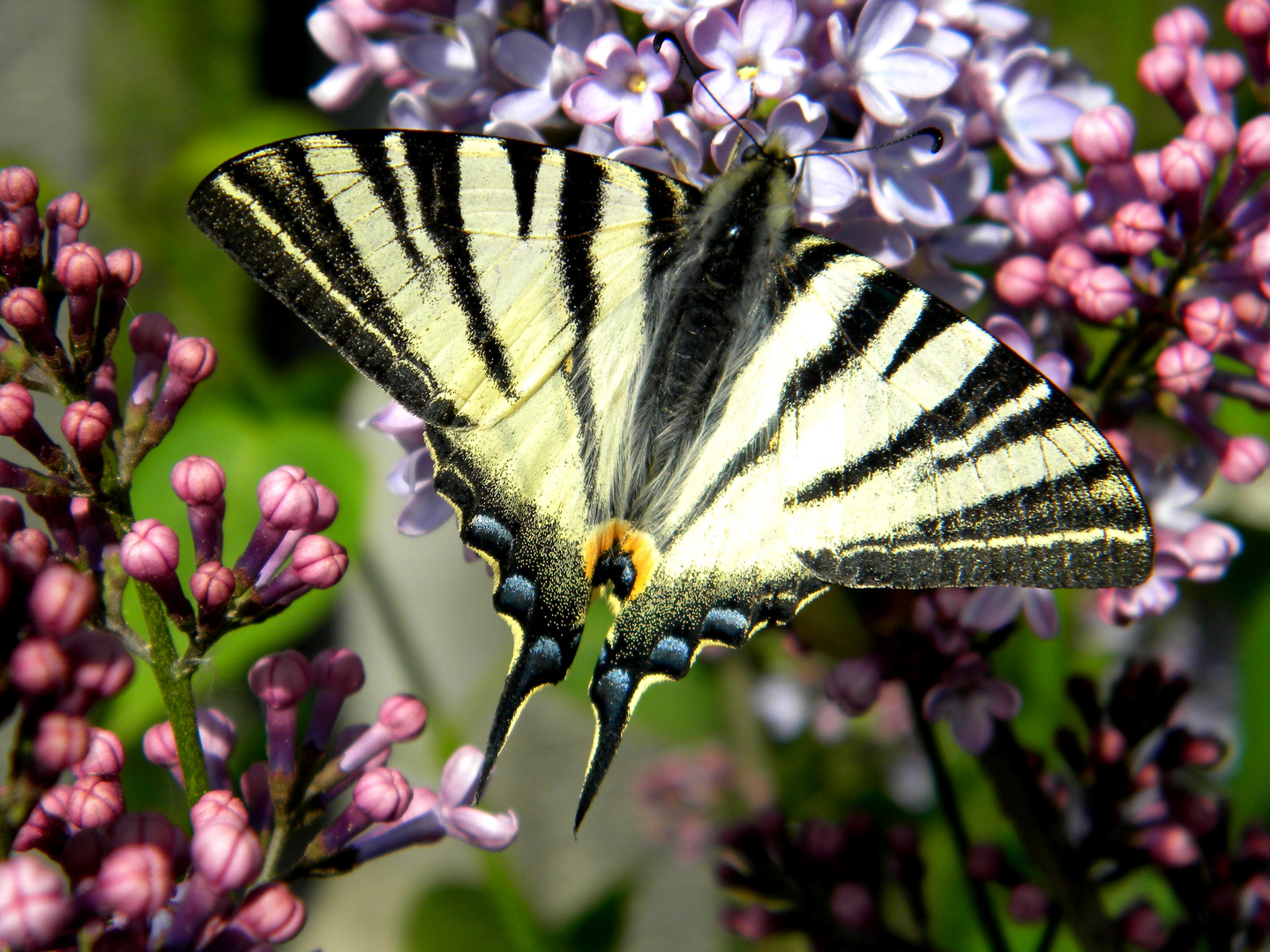 Hungry Butterfly