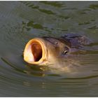 hungry carp