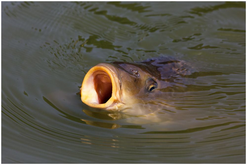 hungry carp