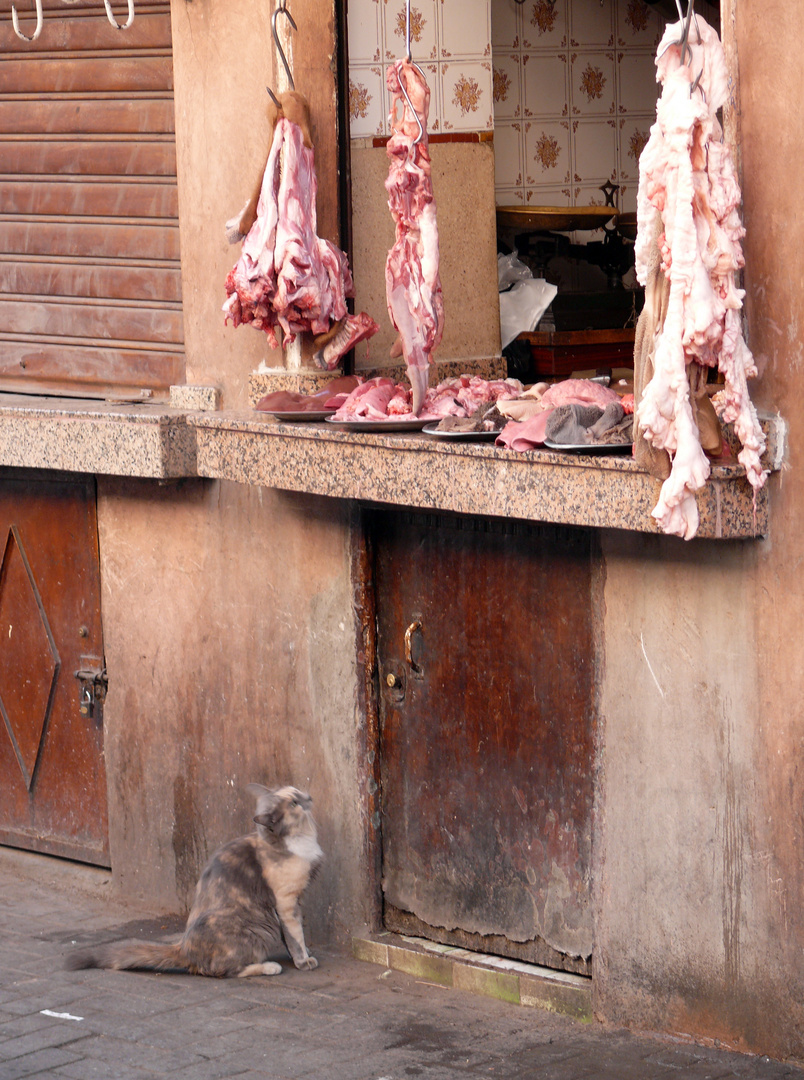 hungry cat in Marrakesch 1