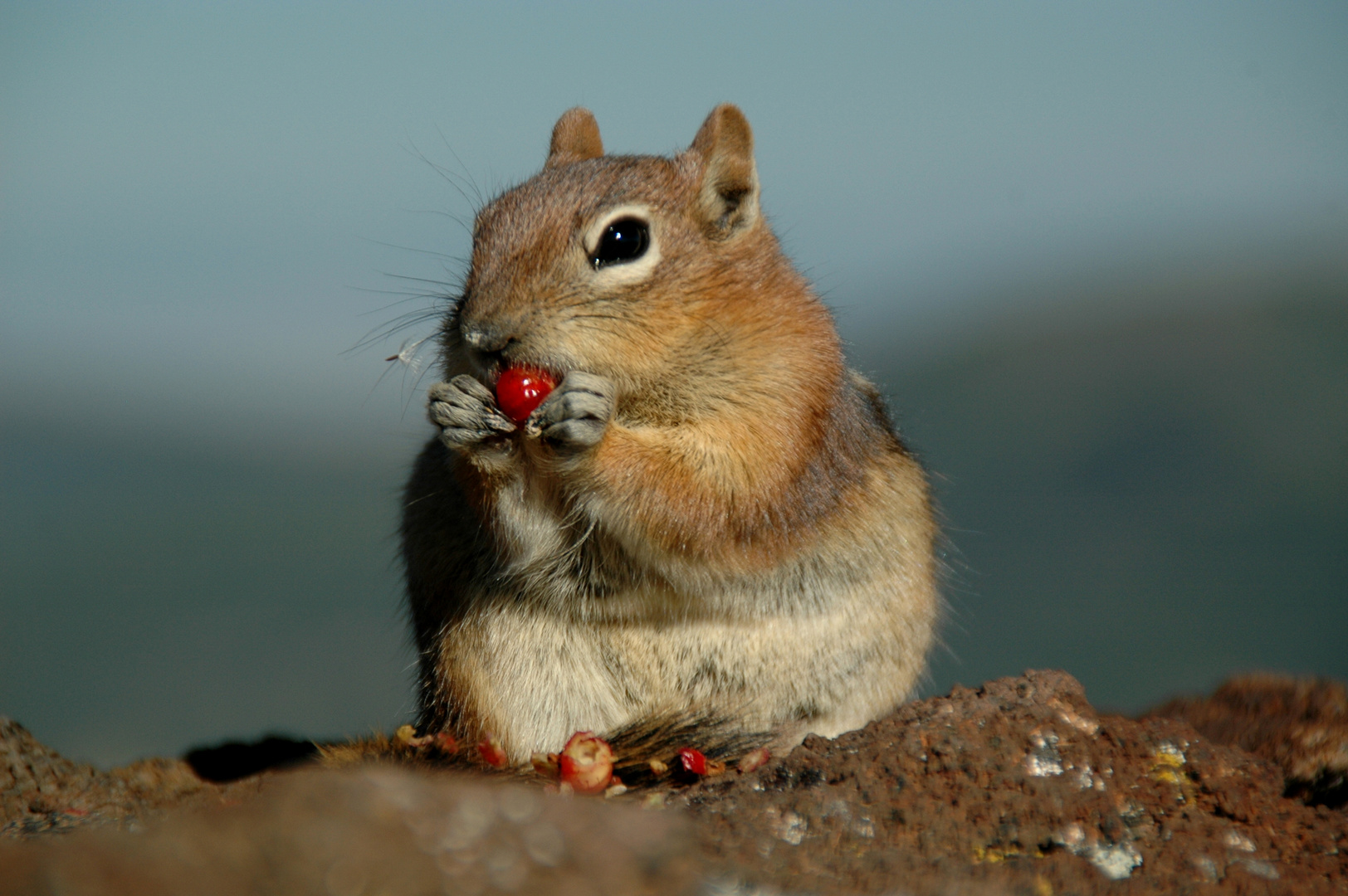 hungry Chipmonk