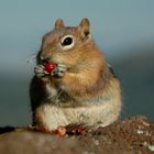 hungry Chipmonk