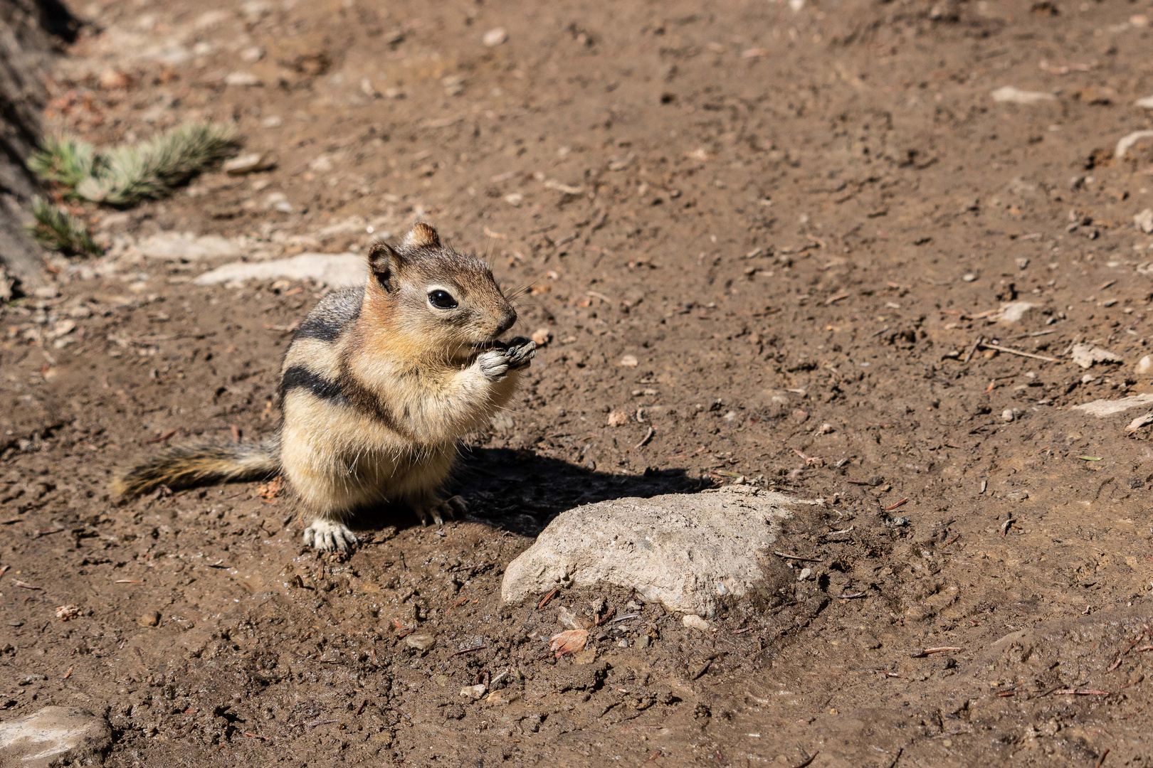 Hungry Chipmunk