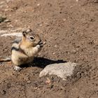 Hungry Chipmunk