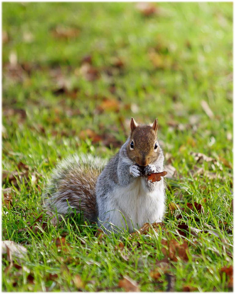 Hungry chipmunk