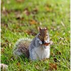 Hungry chipmunk