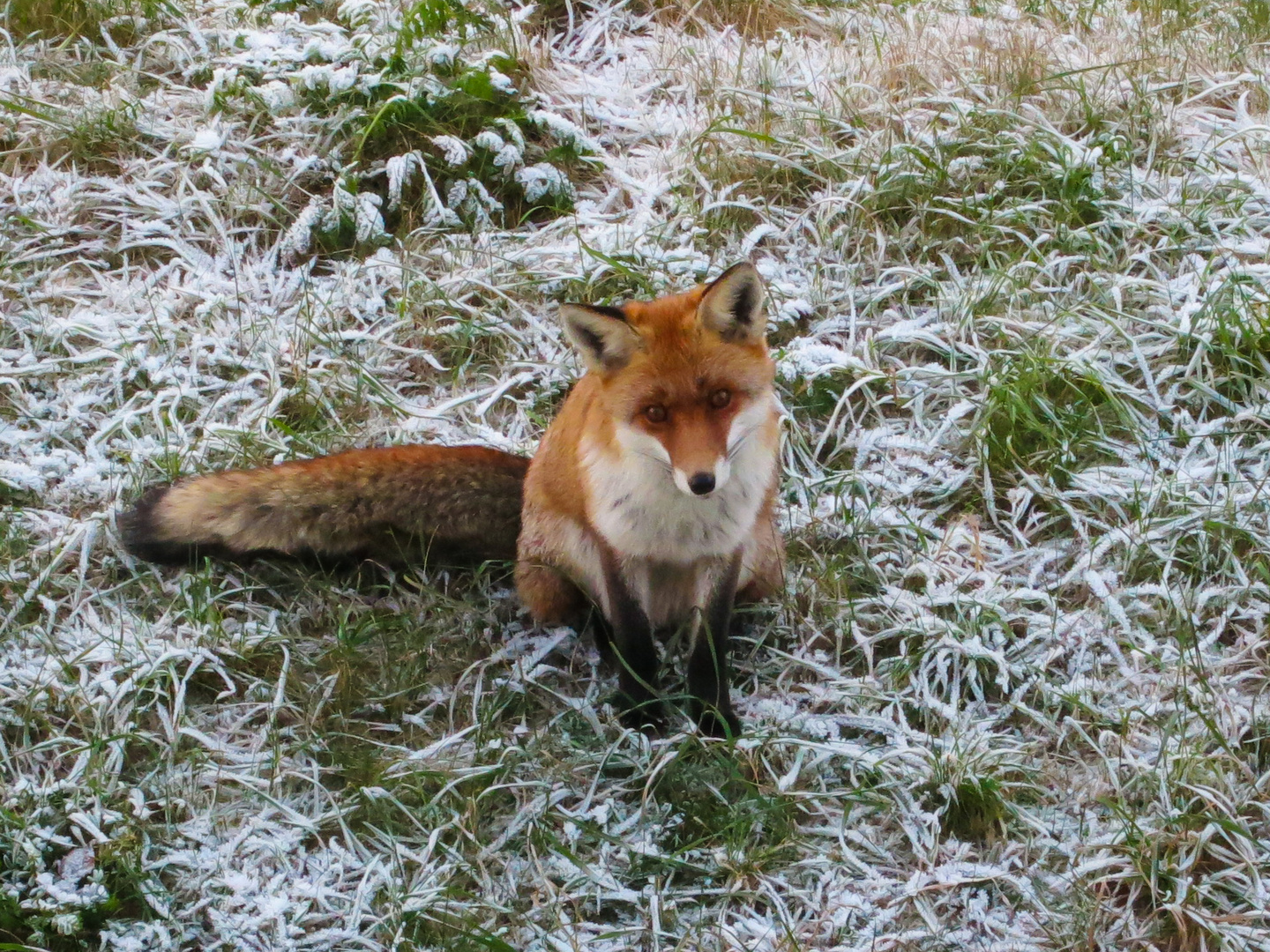 Hungry Fox