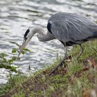 Hungry Grey Heron