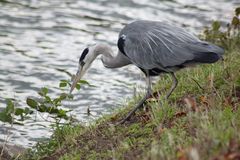 Hungry Grey Heron