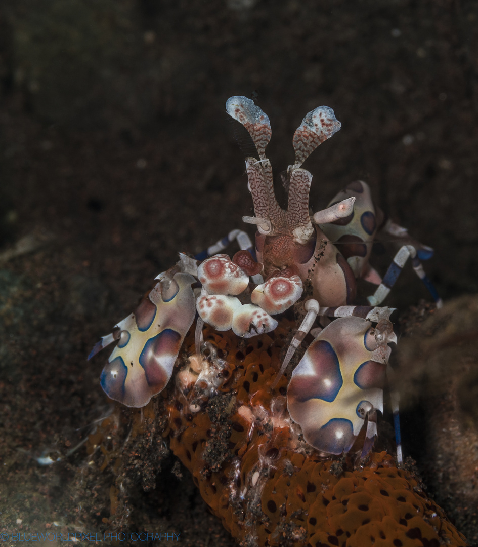Hungry Harlequin shrimp,Bali