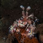 Hungry Harlequin shrimp,Bali