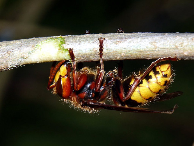 Hungry Hornet