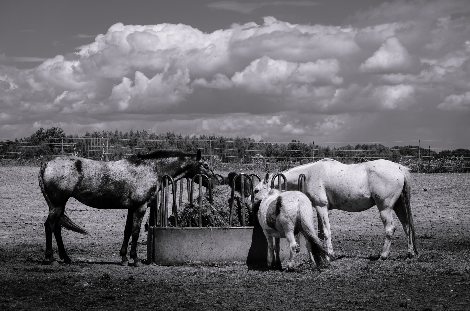 Hungry Horses